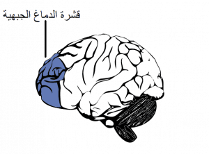 Prefrontal cortex of the brain ar